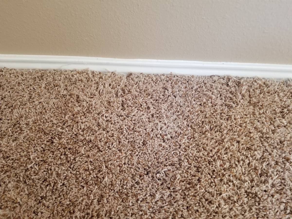 Carpet cleaning service in a Pearland, TX home